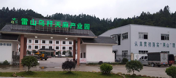 五月，帶你領(lǐng)略雷山天麻種植的尾聲